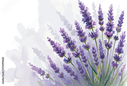 Beautiful watercolor illustration of blooming lavender flowers and herbal design element