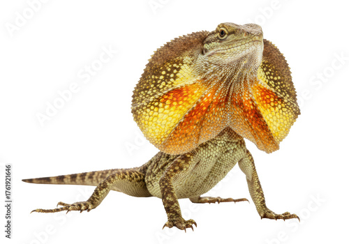 Fotografie Isolated Frilled-Neck Lizard displaying its frill; striking pose, curious animal