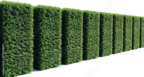 Create Lush green box hedge fence, perfect for landscaping and garden design, adds privacy and beauty to outdoor spaces With on White Background
