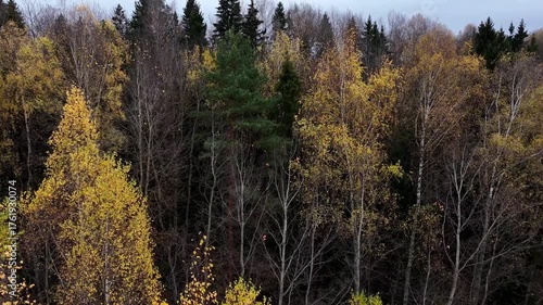 Autumn trees in the forest