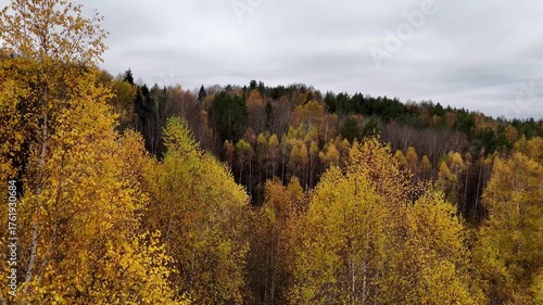 autumn landscape with trees