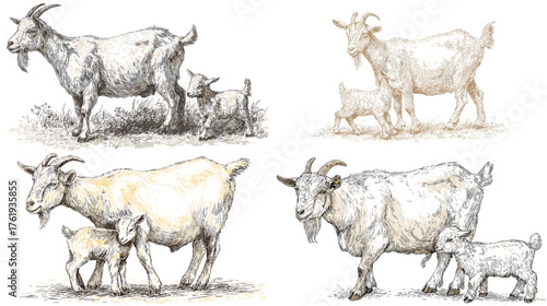 Hand-drawn realistic goats and baby goats sketch illustration in vintage style. Perfect for farm, agriculture, livestock, or countryside animal designs.