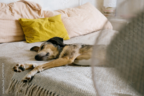 spotted Dog is lying on the bed next to the fan. The fan is turned on and blows out air. the pet rests in the hot season and cools down. room air conditioning. ladies' comfort.