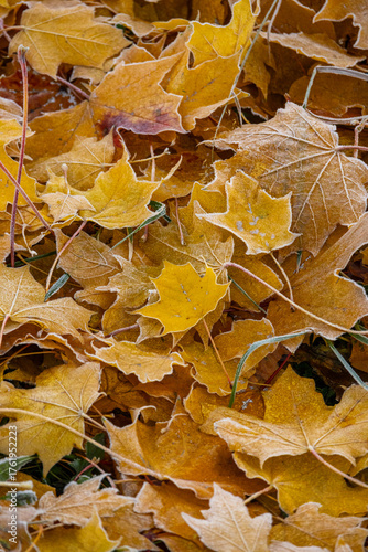 Close-up of pile of yellow maple leaves covered with frost. leaves are arranged in such a way that it looks like they are falling from a tree. concept of autumn and the beauty of nature.
