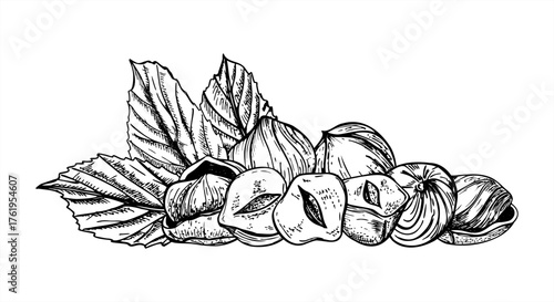 Monochrome vector illustration of pile of shelled hazelnuts with leaves. Etching drawing of hazelnut heap. Food ingredient for packaging, healthy lifestyle blog, culinary recipe, product design
