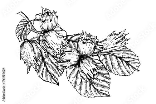 Immature hazelnuts on branch with leaves monochrome vector illustration painted by black inks. Etching drawing of ripening nuts. Plant twig for vegetarian diet product design, menu, poster