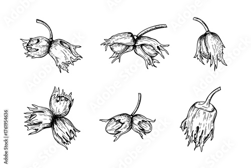 Immature hazelnuts on stem monochrome vector illustration clip art painted by black inks. Etching drawing of ripening nuts in shell. Healthy snack for packaging, culinary recipe, product design