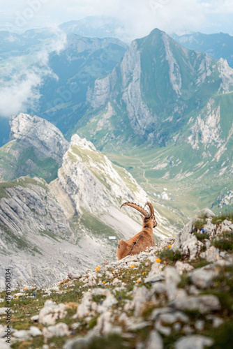 A ibex lies on an alpine meadow with a magnificent view of the Alpstein region, Switzerland