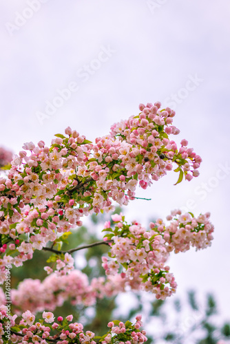 Flowers and Trees