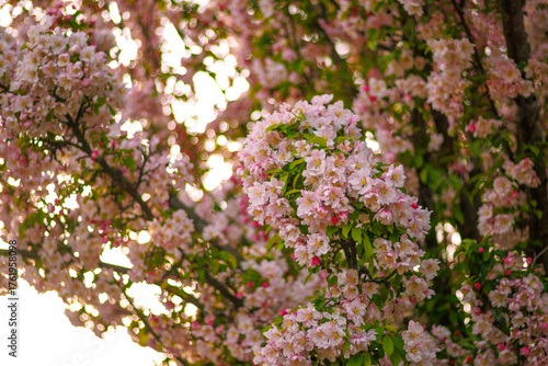 Flowers and Tree