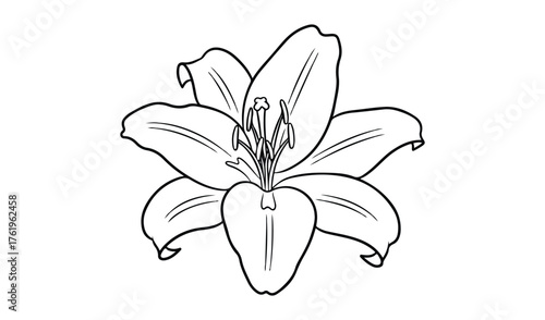Elegant outline drawing of a single blooming lily flower