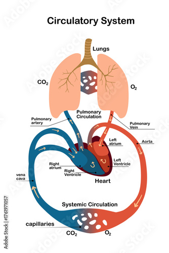Human Circulatory System, Heart Blood Flow Diagram – Medical Biology Vector Illustration