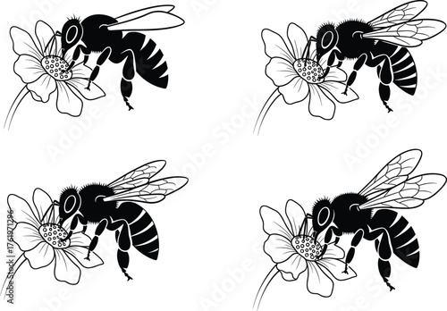 Honey bee pollinating flower vector illustration, black and white insect design, detailed botanical art, nature silhouette, wildlife concept drawing