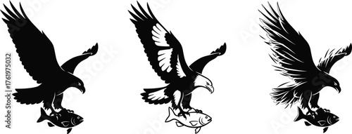 Vector illustration of eagle catching fish in flight, black and white bird of prey artwork, wildlife hunting design silhouette