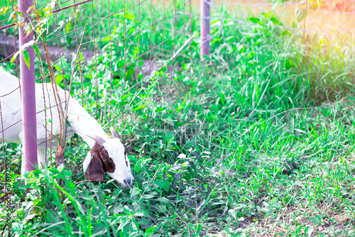 A white and brown goat contentedly grazes on fresh green foliage near a fence, embodying the simplicity of farm life and natural foraging behavior.