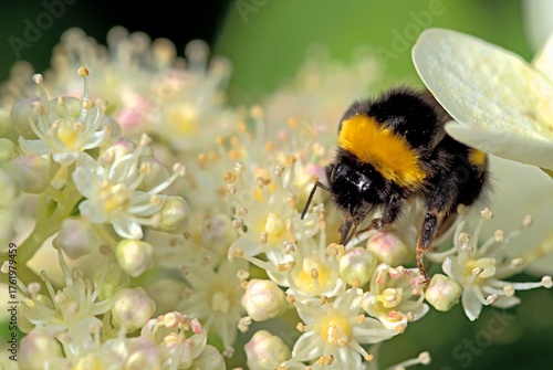 A large bumblebee on a white flower