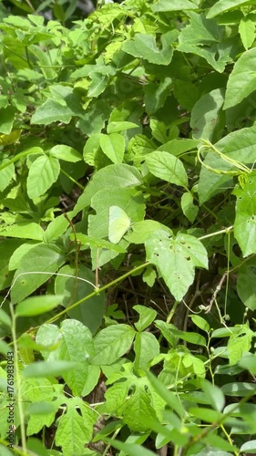 Wallpaper Mural Green butterfly perched on the leaves. Torontodigital.ca
