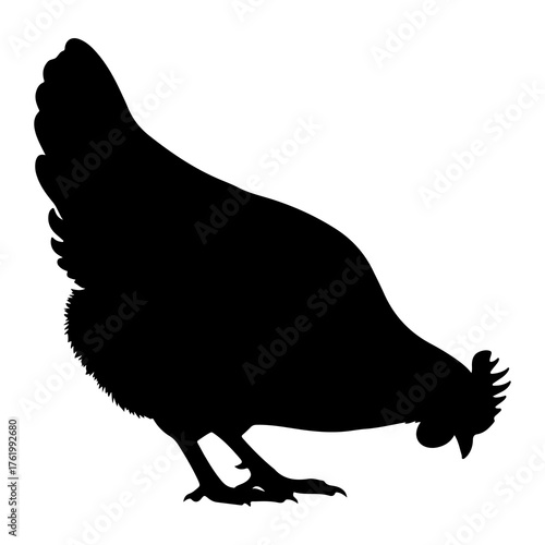 Black chicken pecking on white fowl bird
