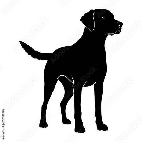 Black dog silhouette standing alert white