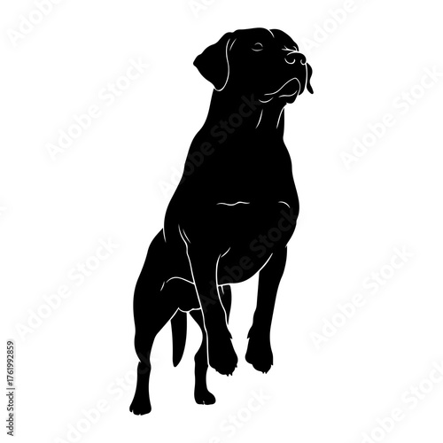 Black dog standing alert silhouette white