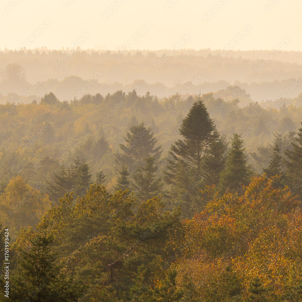Fototapeta premium Treetop view over a Dutch forest in autumn - Hondsrug, Drenthe, The Netherlands.