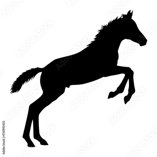 Black horse silhouette rearing up foal white background