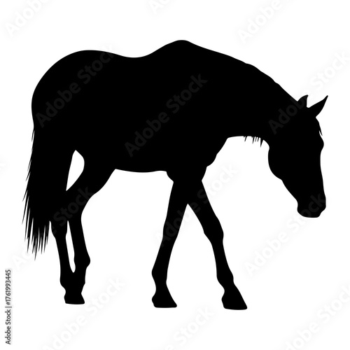 Black horse walking with head down silhouette animal