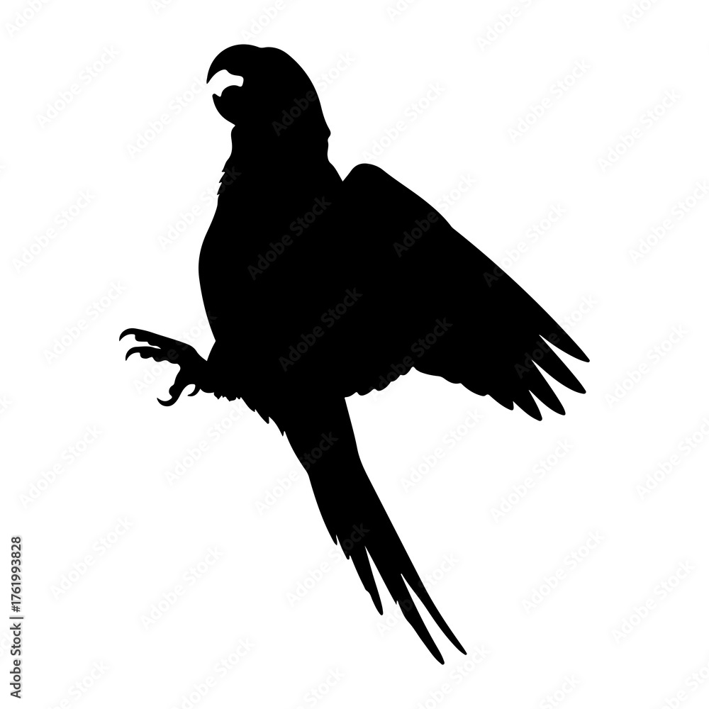 Obraz premium Black parrot silhouette open beak wings spread black bird
