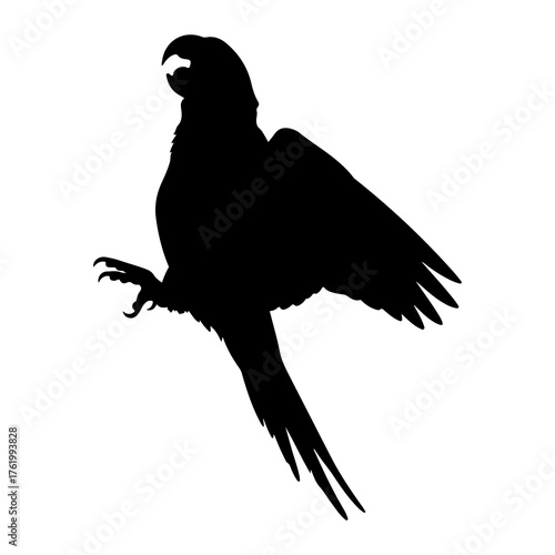 Black parrot silhouette open beak wings spread black bird