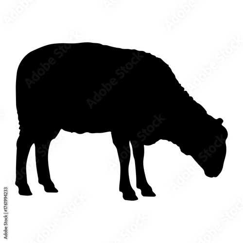 Black sheep grazing silhouette animal