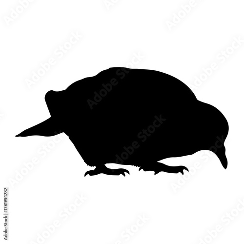 Black silhouette of a bird with sharp claws white background