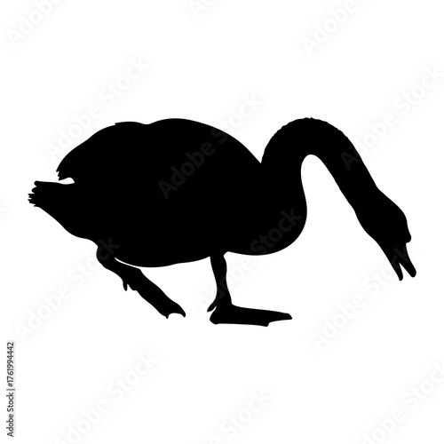 Black silhouette of a goose pecking white bird