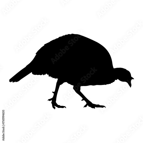 Black silhouette of a turkey foraging white bird