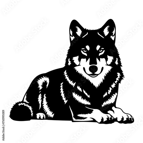 Black wolf resting alertly white animal