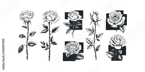 Line art rose illustration set with leaves and buds