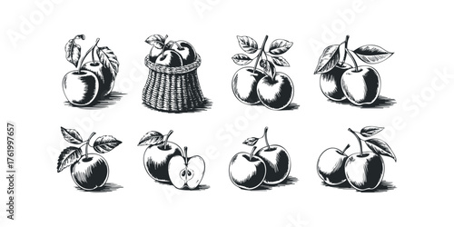 Various Apple Arrangements Hand Drawn Sketch
