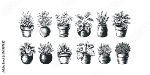Collection of Diverse Potted Houseplants Sketch