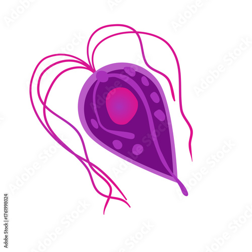 Trichomoniasis Vector Illustration. Trichomonas vaginalis structure. Urogenital infection.