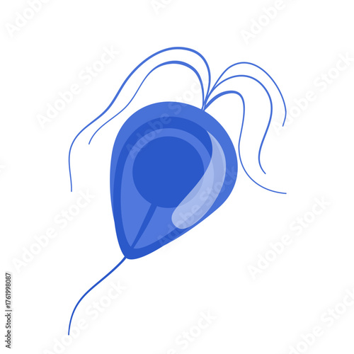 Trichomoniasis Vector Illustration. Trichomonas vaginalis structure. Urogenital infection.