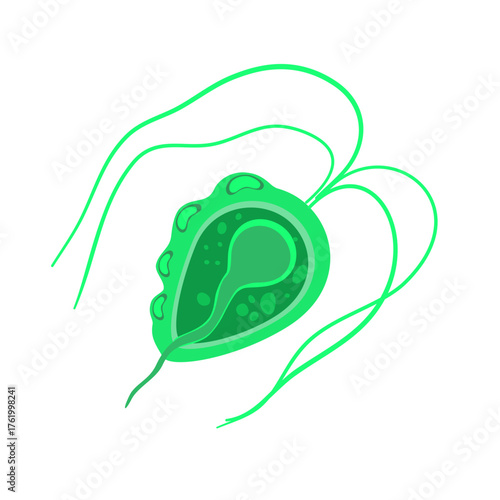 Trichomoniasis Vector Illustration. Trichomonas vaginalis structure. Urogenital infection.