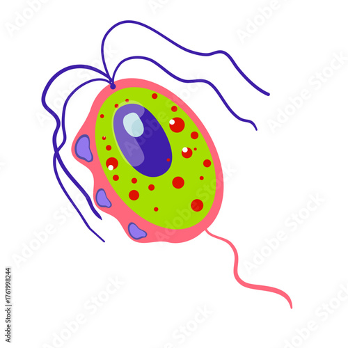 Trichomoniasis Vector Illustration. Trichomonas vaginalis structure. Urogenital infection.