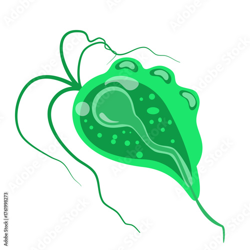 Trichomoniasis Vector Illustration. Trichomonas vaginalis structure. Urogenital infection.