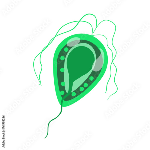 Trichomoniasis Vector Illustration. Trichomonas vaginalis structure. Urogenital infection.