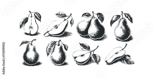 Variety of Pear Illustrations with Leaves
