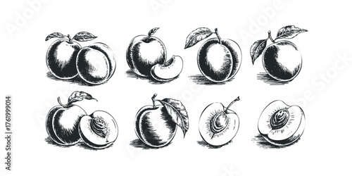 Hand drawn fruit illustration with leaves and pits