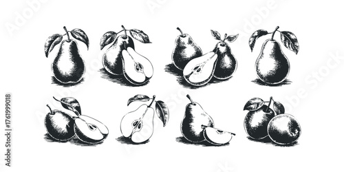 Collection of Hand Drawn Pear Illustrations on White