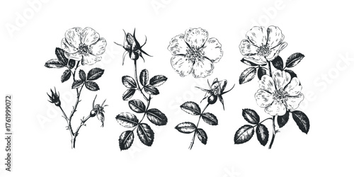 Vintage floral branches with blooming roses and buds