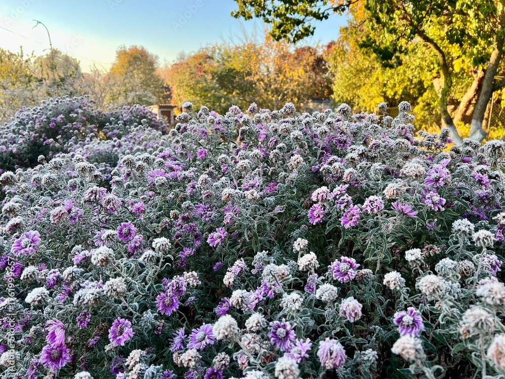 Obraz premium frozen autumn flowers covered in purple frost at dawn