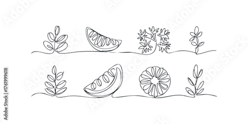 Outline drawing of citrus slices and leaves