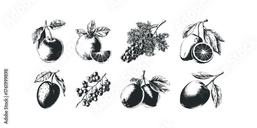Collection of Hand-Drawn Fruit Illustrations